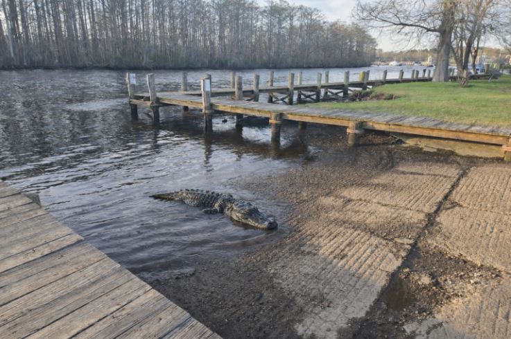 Unusual Sighting: Alligator Reported at Laurel Street Boat Ramp Prompts Safety Advisory